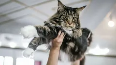 Gatos tipo cão: as raças mais apegadas e como viver com um felino colado a ti